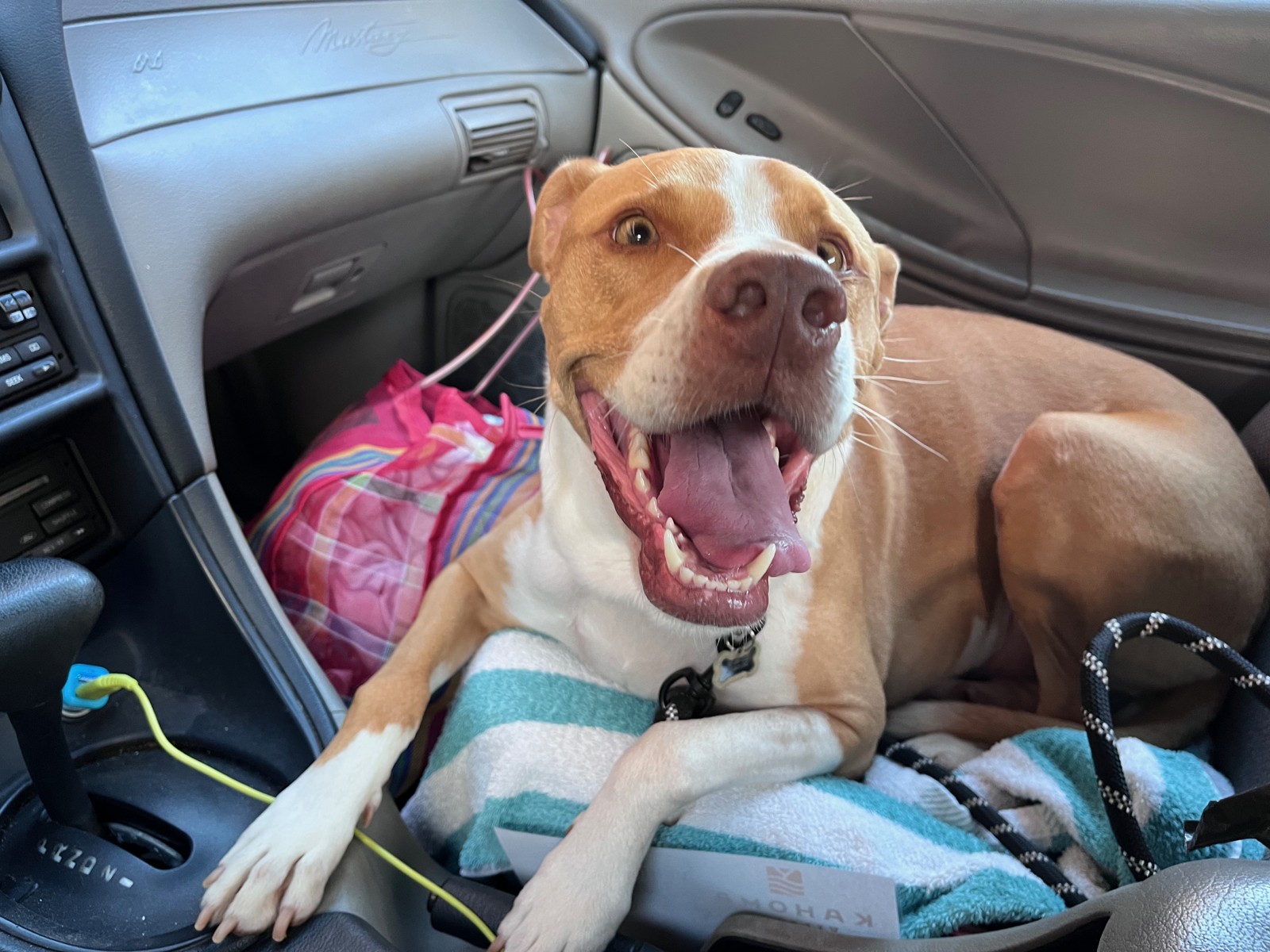 Finley in the car with an open-mouth grin, looking up at the camera.